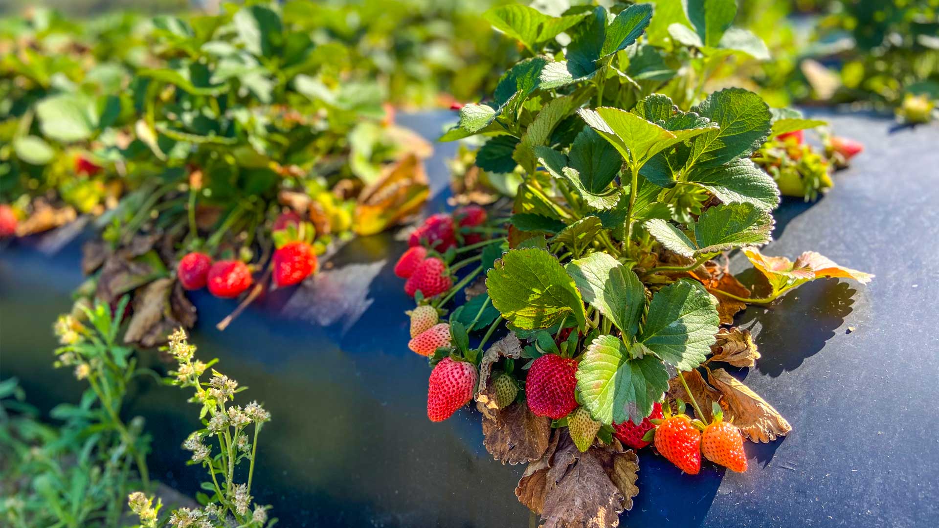 Southern-Hill-Farms_strawberry-fields_Orlando-Life